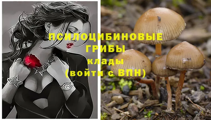 Псилоцибиновые грибы Psilocybine cubensis Камышин